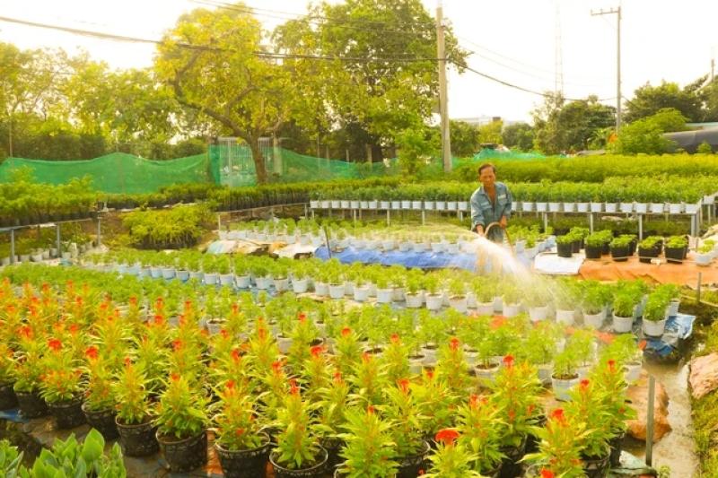 Người trồng hoa tết thức dậy từ 4 giờ và làm việc liên tục đến 22 giờ- Ảnh 5. Người trồng hoa tết thức dậy từ 4 giờ và làm việc liên tục đến 22 giờ- Ảnh 5.