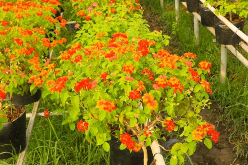 Người trồng hoa tết thức dậy từ 4 giờ và làm việc liên tục đến 22 giờ- Ảnh 7. Người trồng hoa tết thức dậy từ 4 giờ và làm việc liên tục đến 22 giờ- Ảnh 7.