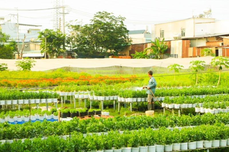 Người trồng hoa tết thức dậy từ 4 giờ và làm việc liên tục đến 22 giờ- Ảnh 6. Người trồng hoa tết thức dậy từ 4 giờ và làm việc liên tục đến 22 giờ- Ảnh 6.