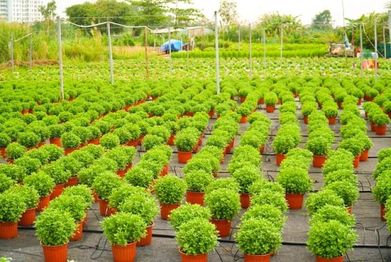 Người trồng hoa tết thức dậy từ 4 giờ và làm việc liên tục đến 22 giờ- Ảnh 2. Người trồng hoa tết thức dậy từ 4 giờ và làm việc liên tục đến 22 giờ- Ảnh 2.