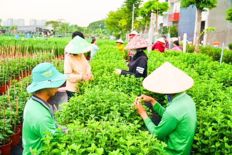Người trồng hoa tết thức dậy từ 4 giờ và làm việc liên tục đến 22 giờ- Ảnh 1. Người trồng hoa tết thức dậy từ 4 giờ và làm việc liên tục đến 22 giờ- Ảnh 1.