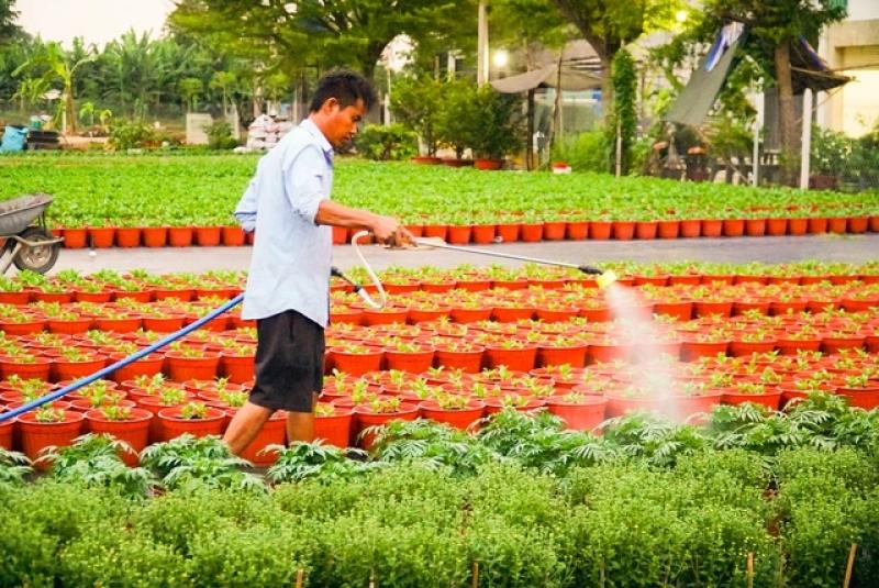 Người trồng hoa tết thức dậy từ 4 giờ và làm việc liên tục đến 22 giờ- Ảnh 3. Người trồng hoa tết thức dậy từ 4 giờ và làm việc liên tục đến 22 giờ- Ảnh 3.