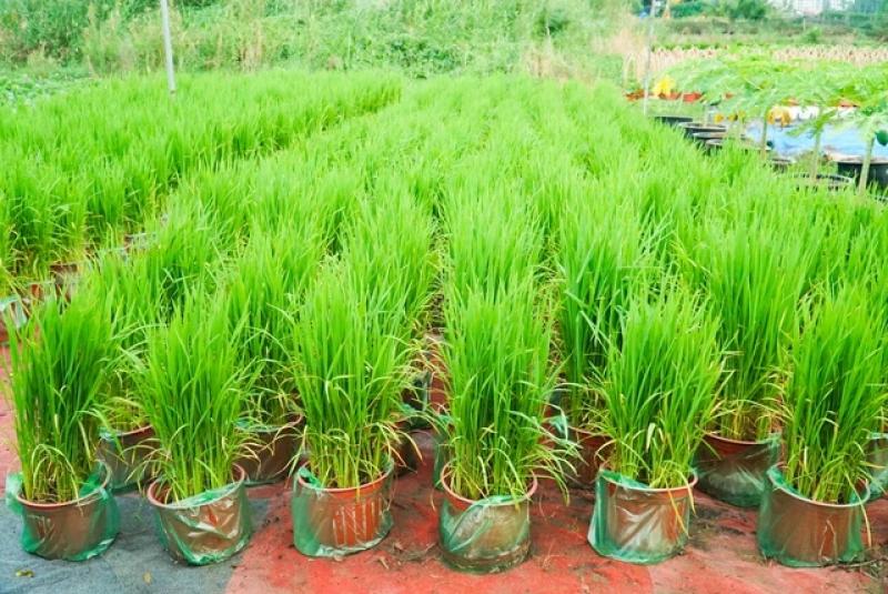 Người trồng hoa tết thức dậy từ 4 giờ và làm việc liên tục đến 22 giờ- Ảnh 4. Người trồng hoa tết thức dậy từ 4 giờ và làm việc liên tục đến 22 giờ- Ảnh 4.