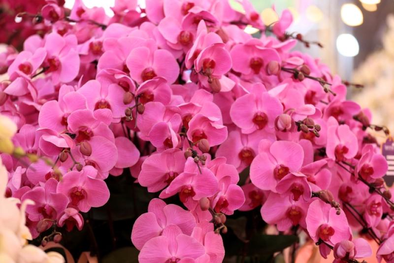 Chậu lan khổng lồ, giá tiền tỉ... 4 năm vẫn chờ đại gia mua về chơi tết- Ảnh 8. Chậu lan khổng lồ, giá tiền tỉ... 4 năm vẫn chờ đại gia mua về chơi tết- Ảnh 8.