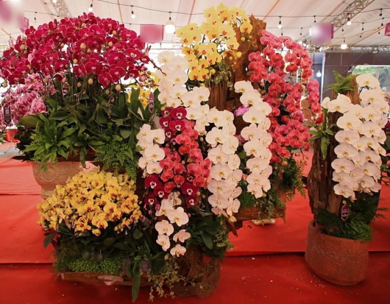 Chậu lan khổng lồ, giá tiền tỉ... 4 năm vẫn chờ đại gia mua về chơi tết- Ảnh 6. Chậu lan khổng lồ, giá tiền tỉ... 4 năm vẫn chờ đại gia mua về chơi tết- Ảnh 6.