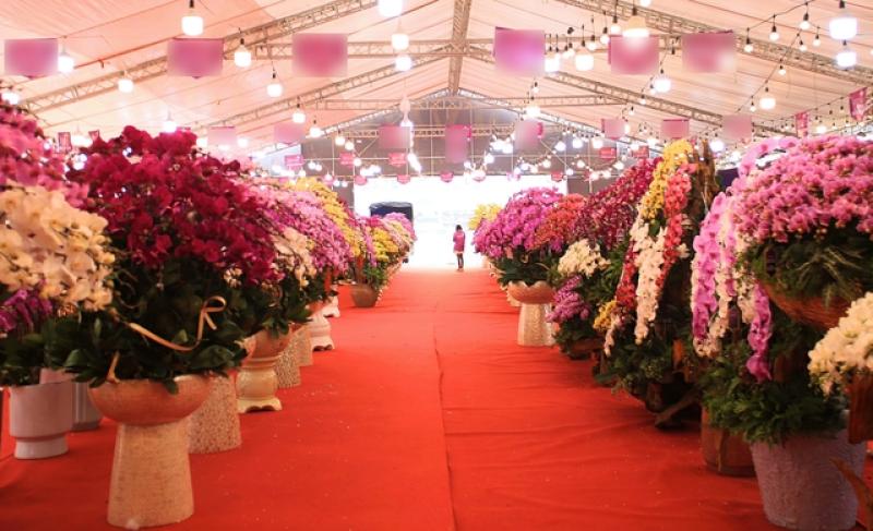 Chậu lan khổng lồ, giá tiền tỉ... 4 năm vẫn chờ đại gia mua về chơi tết- Ảnh 1. Chậu lan khổng lồ, giá tiền tỉ... 4 năm vẫn chờ đại gia mua về chơi tết- Ảnh 1.