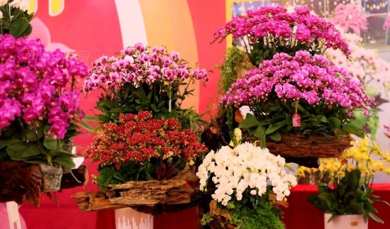 Chậu lan khổng lồ, giá tiền tỉ... 4 năm vẫn chờ đại gia mua về chơi tết- Ảnh 5. Chậu lan khổng lồ, giá tiền tỉ... 4 năm vẫn chờ đại gia mua về chơi tết- Ảnh 5.