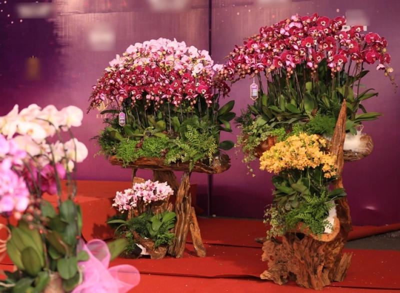 Chậu lan khổng lồ, giá tiền tỉ... 4 năm vẫn chờ đại gia mua về chơi tết- Ảnh 7. Chậu lan khổng lồ, giá tiền tỉ... 4 năm vẫn chờ đại gia mua về chơi tết- Ảnh 7.