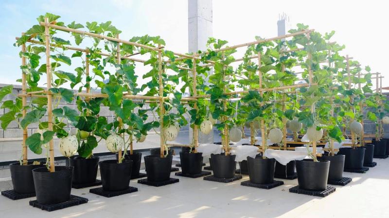 Khu vườn trên sân thượng trái nào cũng căng tròn tại Đà Nẵng - Ảnh 3. Khu vườn trên sân thượng trái nào cũng căng tròn tại Đà Nẵng - Ảnh 3.