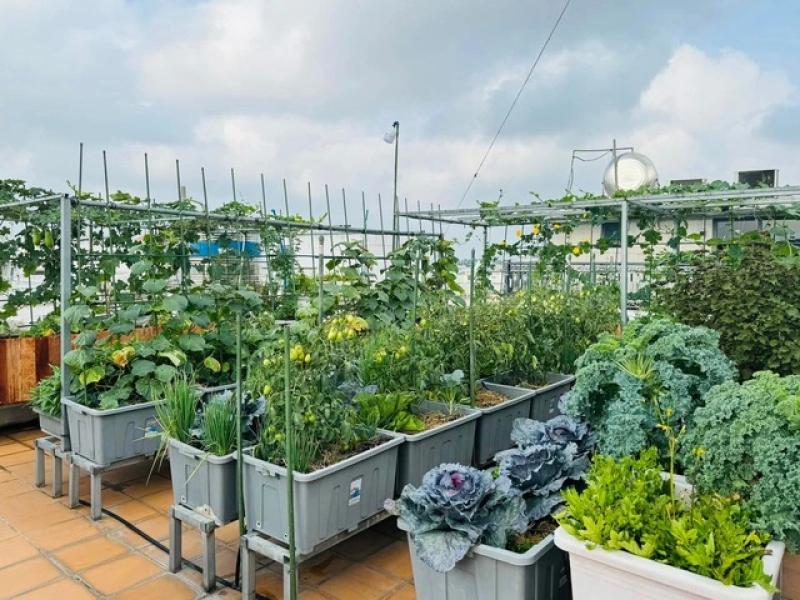 Gia đình doanh nhân Cần Thơ: 5 năm ăn rau sạch trên sân thượng - Ảnh 2.