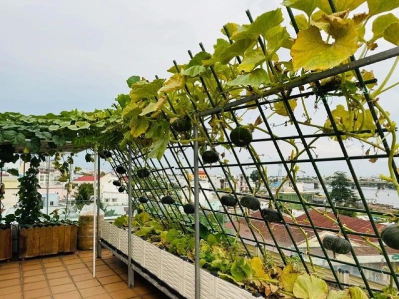 Gia đình doanh nhân Cần Thơ: 5 năm ăn rau sạch trên sân thượng - Ảnh 9.