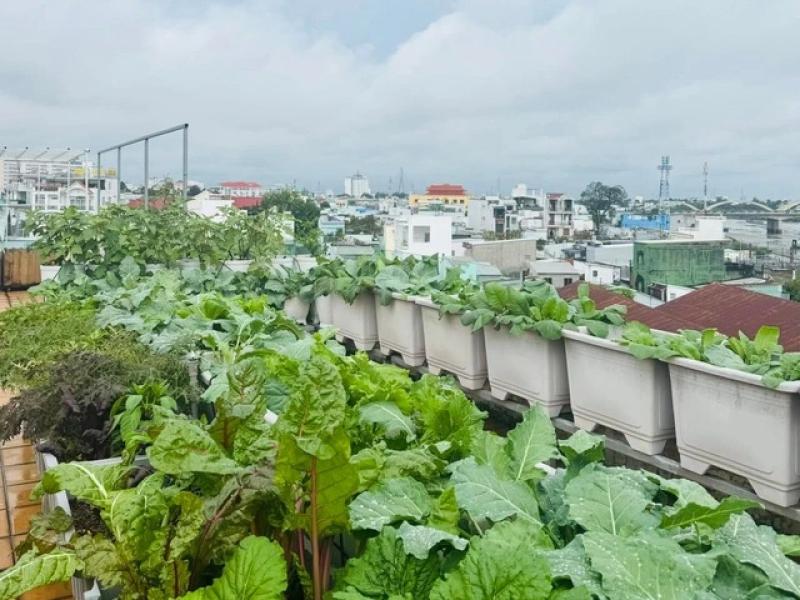 Gia đình doanh nhân Cần Thơ: 5 năm ăn rau sạch trên sân thượng - Ảnh 3.