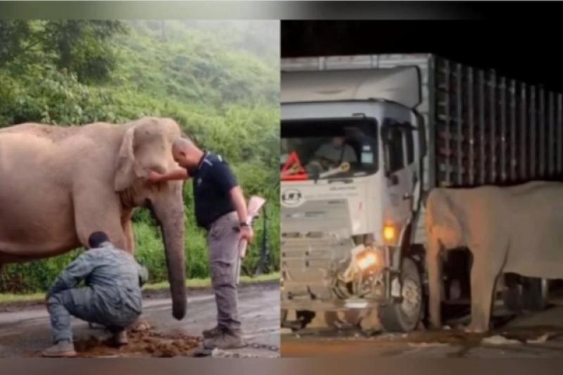 Voi mẹ đau lòng tìm cách cứu con sau tai nạn thương tâm trên xa lộ Malaysia - Ảnh 1.