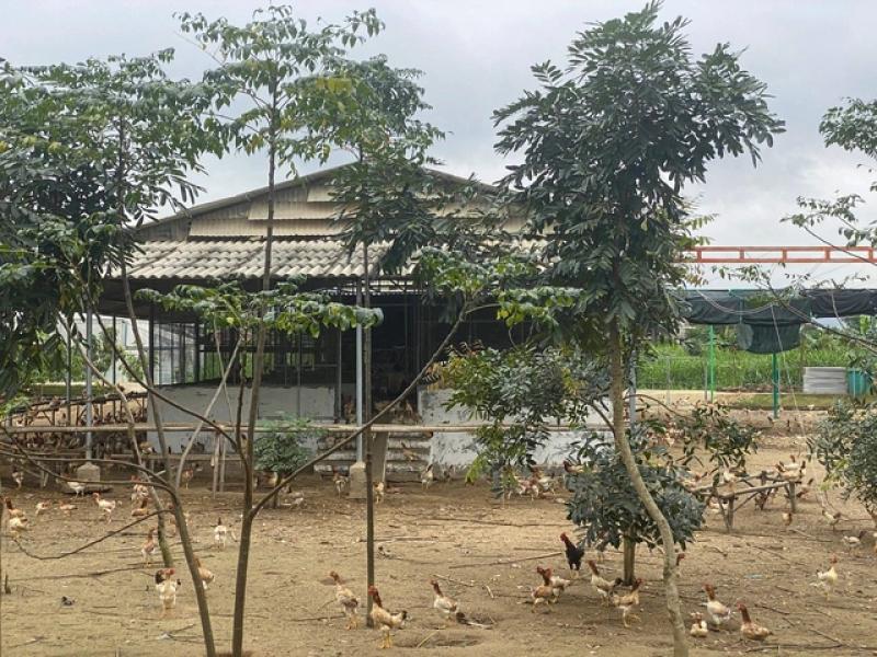 Bình Định: Thu hồi dự án sản xuất rau an toàn, xử lý cán bộ vi phạm- Ảnh 4. Bình Định: Thu hồi dự án sản xuất rau an toàn, xử lý cán bộ vi phạm- Ảnh 4.