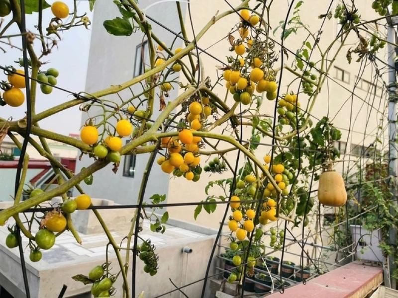 Sợ thực phẩm bẩn, mẹ đảm trồng vườn cây sum suê trên sân thượng cho con ăn - Ảnh 6.