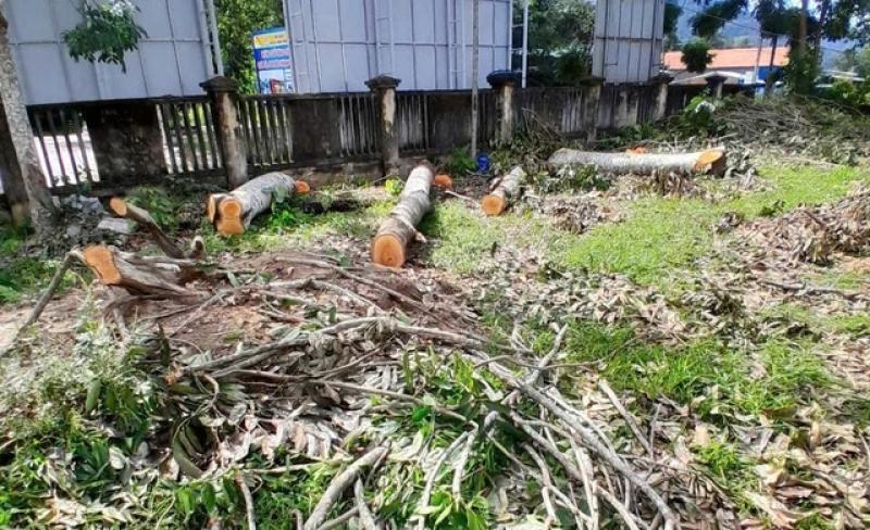 Cưa cây xanh trong trụ sở UBND xã Vĩnh Kim gây qũy: Lãnh đạo nhận khuyết điểm - Ảnh 1.