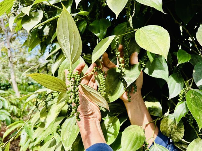 Nông sản tắc đường đi châu Âu, đến lượt hồ tiêu 'kêu cứu' - Ảnh 1. Nông sản tắc đường đi châu Âu, đến lượt hồ tiêu 'kêu cứu' - Ảnh 1.