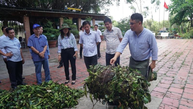 Thân phận lục bình Nam bộ: Dược liệu quý hay của nợ?- Ảnh 3.
