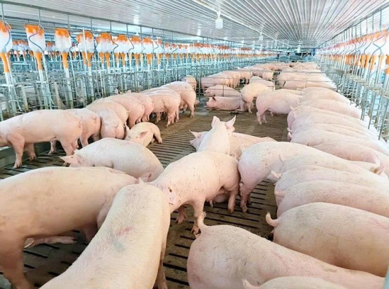 Mavin tiên phong nuôi heo nái theo nhóm, bảo vệ phúc lợi động vật - Ảnh 1.