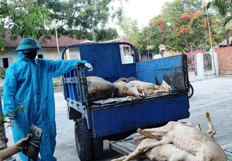 Một phường ở TP.Đà Nẵng bùng phát dịch tả lợn châu Phi- Ảnh 1. Một phường ở TP.Đà Nẵng bùng phát dịch tả lợn châu Phi- Ảnh 1.