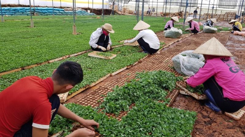 Lâm Viên - Đà Lạt, nơi hội tụ các làng hoa nổi tiếng- Ảnh 3. Lâm Viên - Đà Lạt, nơi hội tụ các làng hoa nổi tiếng- Ảnh 3.