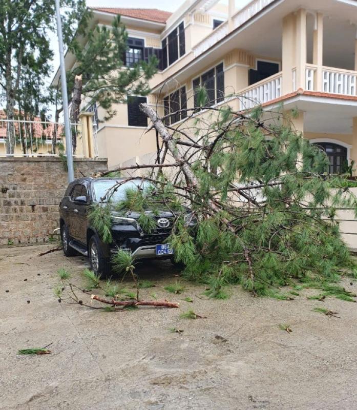 Cây xanh ngã đổ đè nhiều ô tô ở P.Xuân Hương – Đà Lạt- Ảnh 1. Cây xanh ngã đổ đè nhiều ô tô ở P.Xuân Hương – Đà Lạt- Ảnh 1.