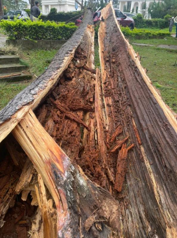 Cây xanh ngã đổ đè nhiều ô tô ở P.Xuân Hương – Đà Lạt- Ảnh 2. Cây xanh ngã đổ đè nhiều ô tô ở P.Xuân Hương – Đà Lạt- Ảnh 2.