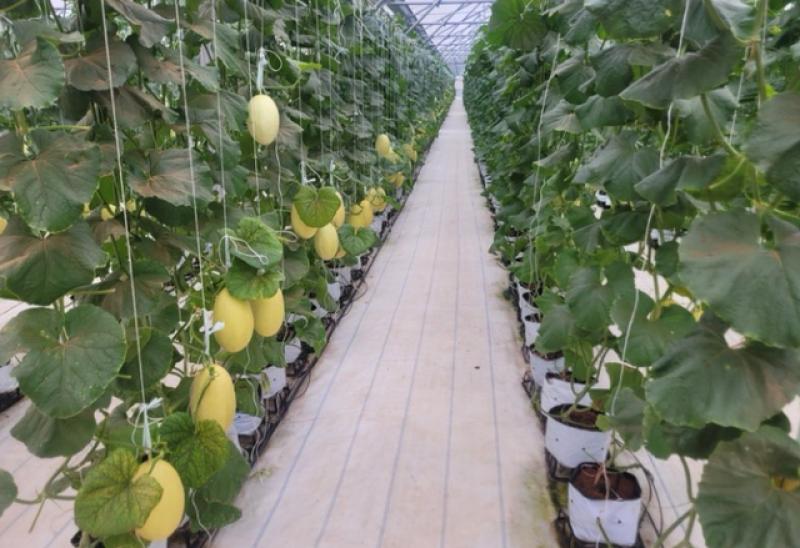 Hồng Sơn vươn lên từ khô hạn với cây mè đen và thanh long đầy triển vọng - Ảnh 3. Hồng Sơn vươn lên từ khô hạn với cây mè đen và thanh long đầy triển vọng - Ảnh 3.