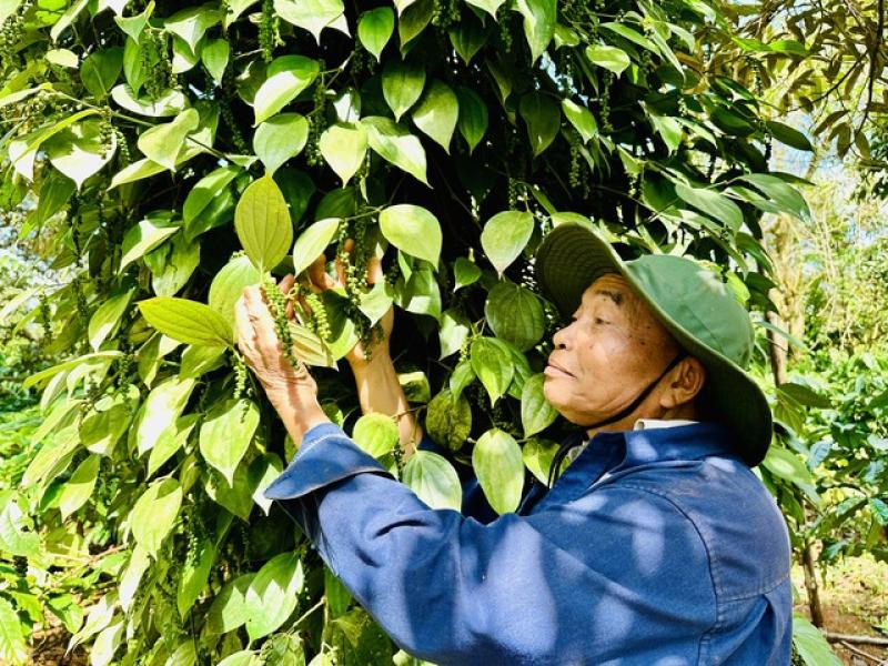 Công bố đầu mối gỡ vướng cho xuất khẩu nông sản - Ảnh 1. Công bố đầu mối gỡ vướng cho xuất khẩu nông sản - Ảnh 1.