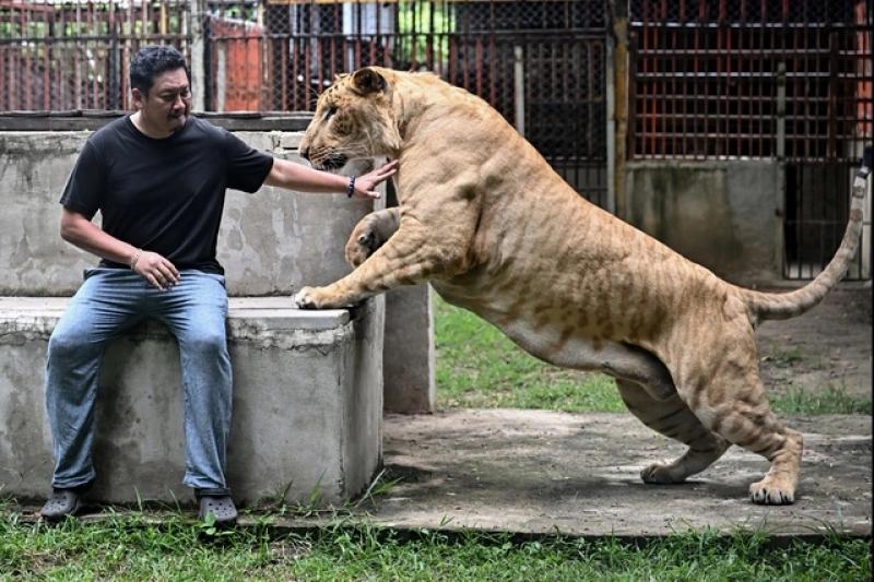 Xu hướng nuôi sư tử làm thú cưng gây tranh cãi ở Thái Lan - Ảnh 1.