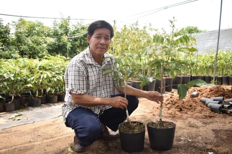 Độc đáo giống nhãn '2 trong 1' ở miền Tây- Ảnh 1. Độc đáo giống nhãn '2 trong 1' ở miền Tây- Ảnh 1.