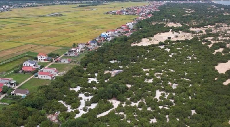 Báu vật vùng cát: Khám phá rừng trằm Trà Lộc và trâm bầu làng Thanh Bình - Ảnh 6. Báu vật vùng cát: Khám phá rừng trằm Trà Lộc và trâm bầu làng Thanh Bình - Ảnh 6.