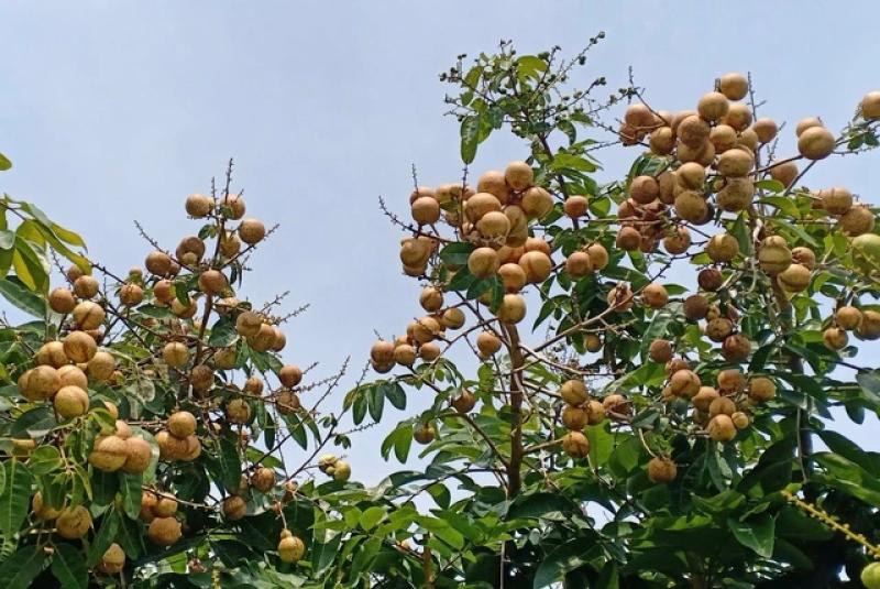 Độc đáo giống nhãn '2 trong 1' ở miền Tây- Ảnh 3. Độc đáo giống nhãn '2 trong 1' ở miền Tây- Ảnh 3.