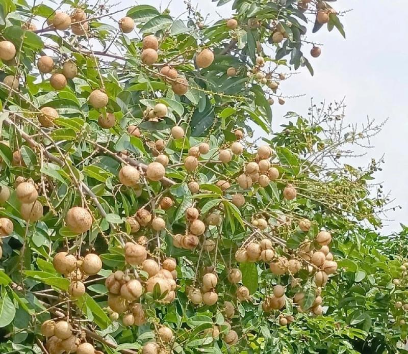 Độc đáo giống nhãn '2 trong 1' ở miền Tây- Ảnh 2. Độc đáo giống nhãn '2 trong 1' ở miền Tây- Ảnh 2.