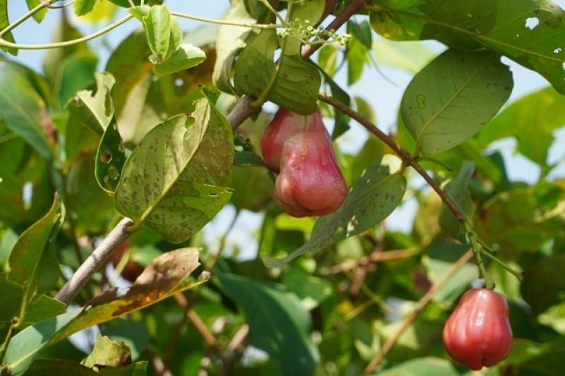 Mận hồng Sân Tiên ở miền Tây có gì lạ mà giá tới 230.000 đồng/kg? - Ảnh 5.