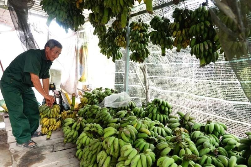 Từ tay trắng đến thu lãi hàng trăm triệu đồng nhờ nuôi chồn hương- Ảnh 3. Từ tay trắng đến thu lãi hàng trăm triệu đồng nhờ nuôi chồn hương- Ảnh 3.
