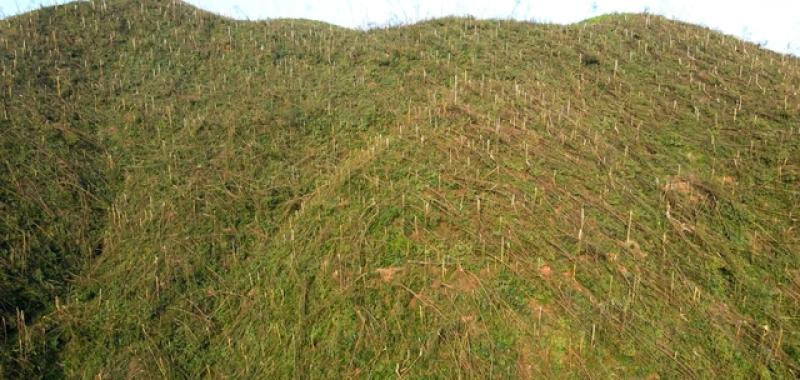 Quảng Ninh: Khởi tố nhóm lâm tặc núp bóng doanh nghiệp - Ảnh 2.