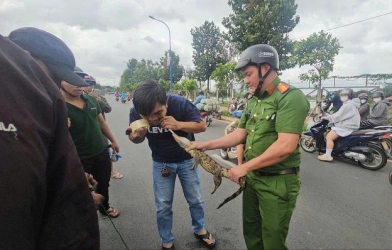 Dùng cần câu, thòng lọng bắt cá sấu dưới kênh ở TP.HCM - Ảnh 1.