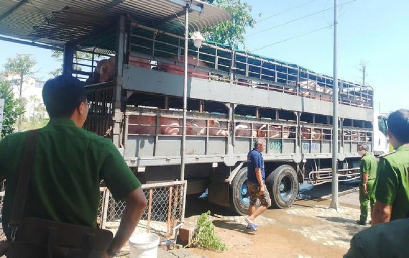 Quảng Ngãi: Tiêu hủy hơn 9.600 con lợn mắc dịch tả lợn châu Phi - Ảnh 1. Quảng Ngãi: Tiêu hủy hơn 9.600 con lợn mắc dịch tả lợn châu Phi - Ảnh 1.