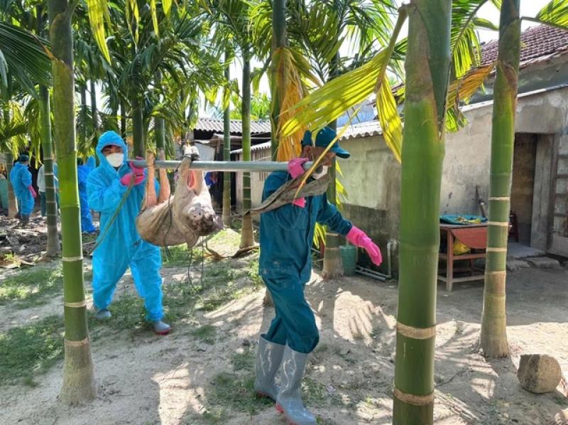 Quảng Ngãi: Tiêu hủy hơn 9.600 con lợn mắc dịch tả lợn châu Phi - Ảnh 2. Quảng Ngãi: Tiêu hủy hơn 9.600 con lợn mắc dịch tả lợn châu Phi - Ảnh 2.