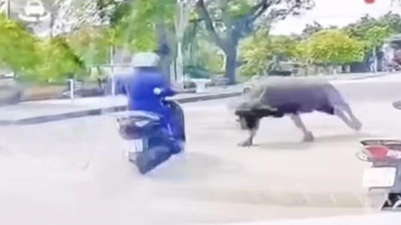 Trâu điên húc người phụ nữ ở Nông Cống gây gãy xương sườn nghiêm trọng - Ảnh 1. Trâu điên húc người phụ nữ ở Nông Cống gây gãy xương sườn nghiêm trọng - Ảnh 1.