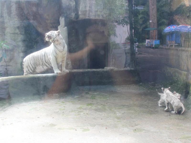 Hổ trắng tên ‘Ngộ Không’ ở Thảo Cầm Viên Sài Gòn đã chết - Ảnh 2.