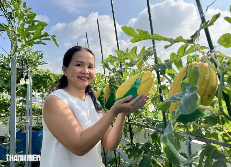 Cận cảnh vườn trên sân thượng ở TP . HCM thu 100 trái dưa lưới mỗi vụ - Ảnh 9.