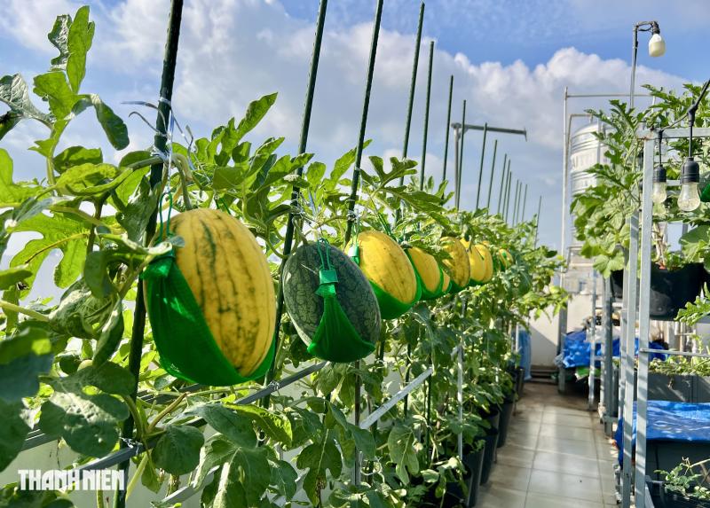 Cận cảnh vườn trên sân thượng ở TP . HCM thu 100 trái dưa lưới mỗi vụ - Ảnh 7.