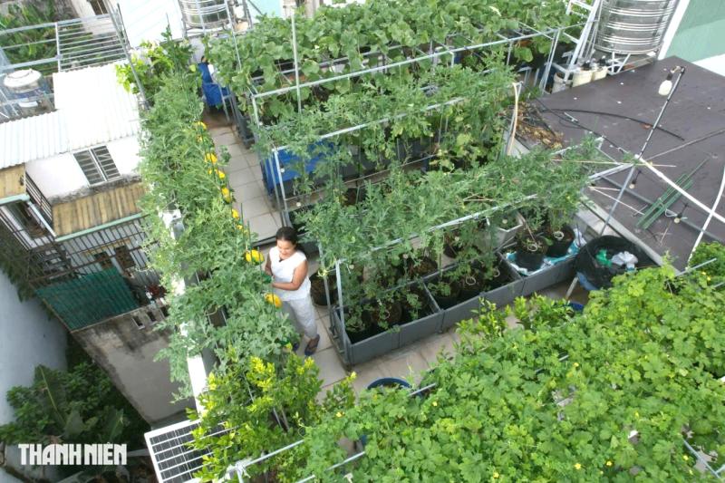 Cận cảnh vườn trên sân thượng ở TP . HCM thu 100 trái dưa lưới mỗi vụ - Ảnh 1.