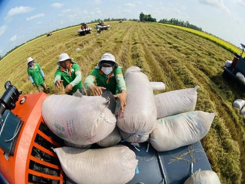 Xuất khẩu gạo Việt tăng kỷ lục- Ảnh 1. Xuất khẩu gạo Việt tăng kỷ lục- Ảnh 1.