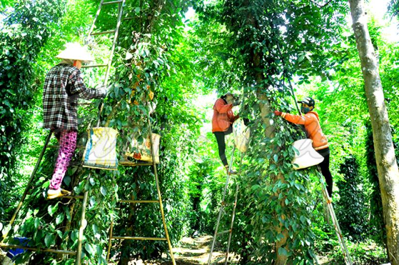 Hồ tiêu Việt Nam sẽ quay trở lại đỉnh cao vào cuối năm nhờ thị trường Mỹ? - Ảnh 2. Hồ tiêu Việt Nam sẽ quay trở lại đỉnh cao vào cuối năm nhờ thị trường Mỹ? - Ảnh 2.