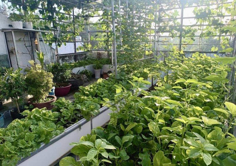 Mê trồng rau sạch từ thời còn ở trọ: Gia chủ bội thu, khỏi cần đi chợ - Ảnh 1.