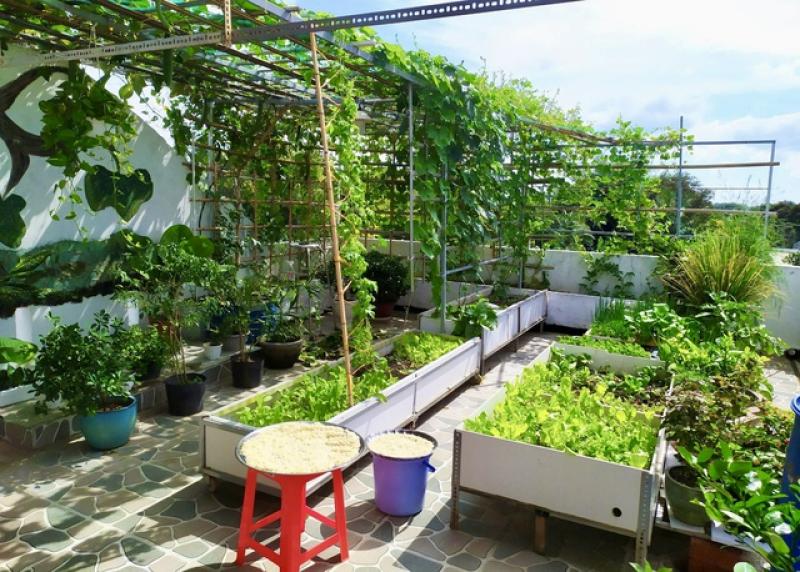 Mê trồng rau sạch từ thời còn ở trọ: Gia chủ bội thu, khỏi cần đi chợ - Ảnh 4.