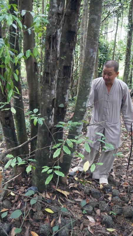 Khát vọng trầm hương của 'nhà sư Thị Kính': Bảo mẫu dó bầu ngậm ngải tìm trầm- Ảnh 1. Khát vọng trầm hương của 'nhà sư Thị Kính': Bảo mẫu dó bầu ngậm ngải tìm trầm- Ảnh 1.